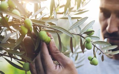 HIV & Olive Leaf Extract
