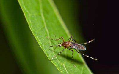 West Nile Virus and Olive Leaf Extract