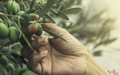 Effects of Olive Leaf Extract on Microbial Infections