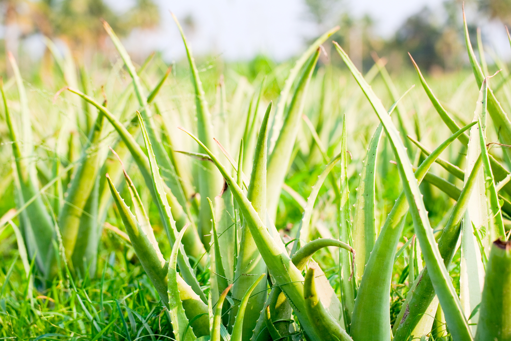 History of Aloe Vera and its Medicinal Use