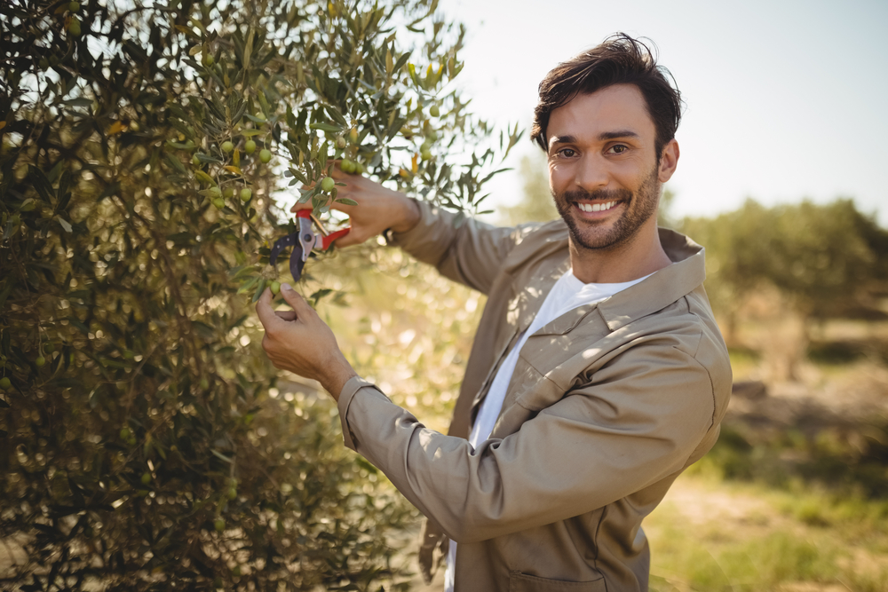How to Boost Immune System Resilience with d-Lenolate Olive Leaf Extract