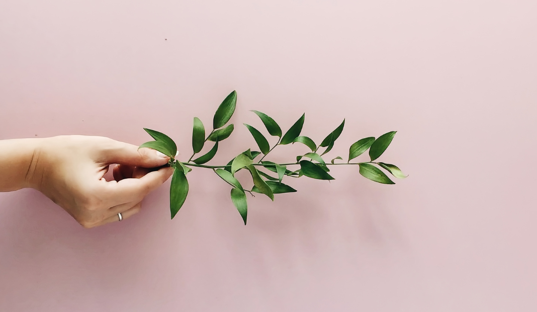 5 Surprising Health Benefits of Olive Leaf Extract You Might Not Know